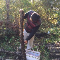黑山秋耳