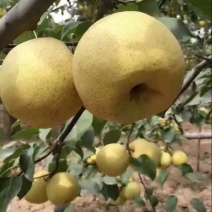 贡梨