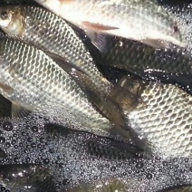 杂交鲫鱼食用