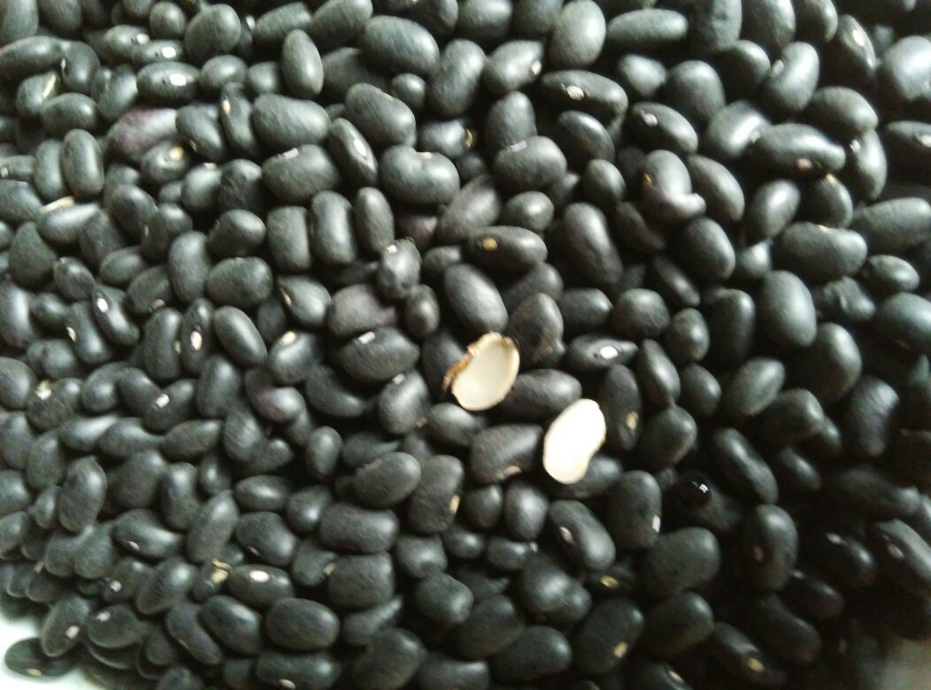 黑豆与白色附着物特写