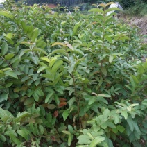 番石榴苗50~80cm