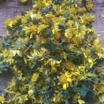 菊花茶开花