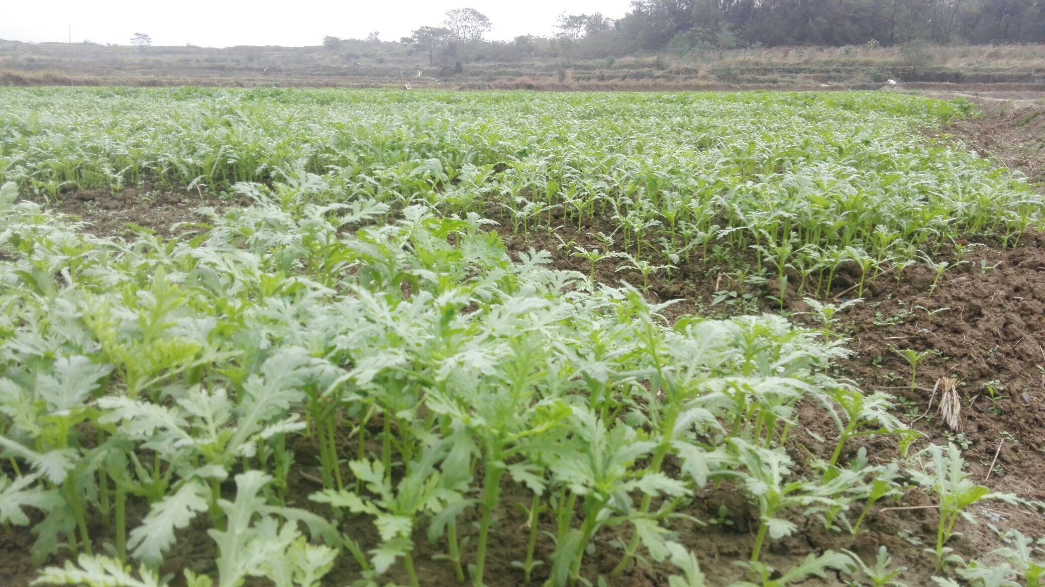 茼蒿植株特写图,绿色叶片与细长茎秆清晰可见 茼蒿植株特写图