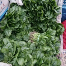 大叶菠菜20~25厘米