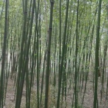 绿竹3~4m