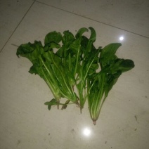 大叶菠菜15~20厘米