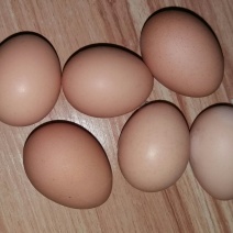 乌鸡蛋食用40~50g