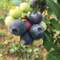 蓝莓12~14mm以上