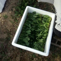 越冬菠菜15~20厘米