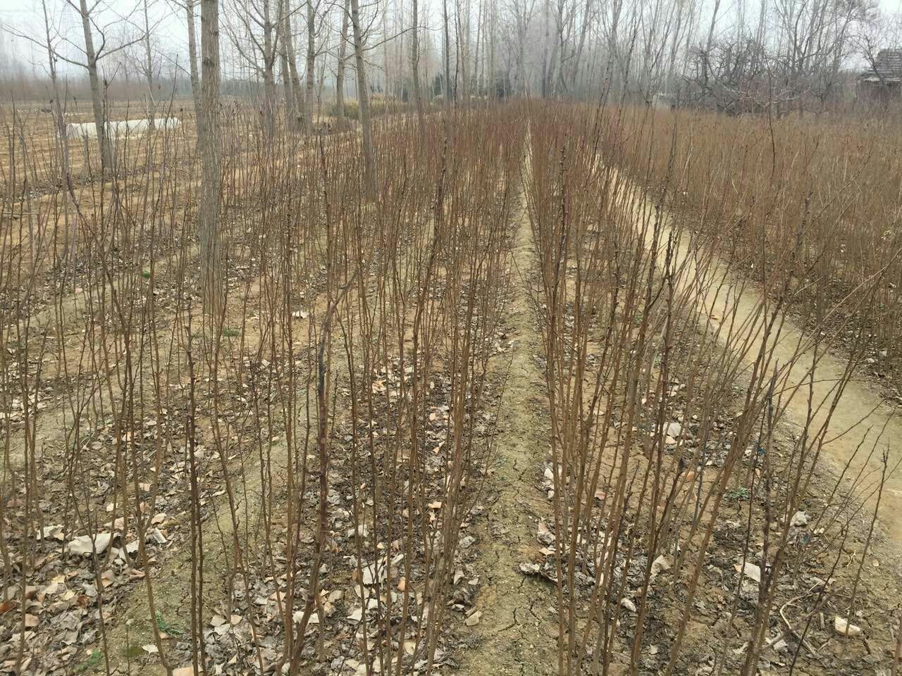 图片展示了凯特杏树苗的根部与主干连接处,清晰可见嫁接口愈合良好,根系粗壮健康 凯特杏树苗细节图