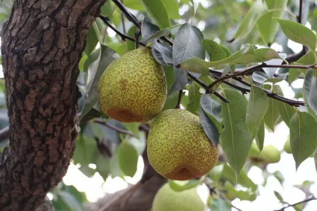 莱阳梨母树在阳光下静静伫立，树干苍劲，枝叶繁茂