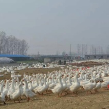 鹅苗250g以下
