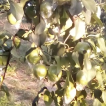 玉露香纸袋