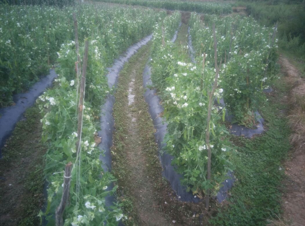 荷兰豆机械化条播现场