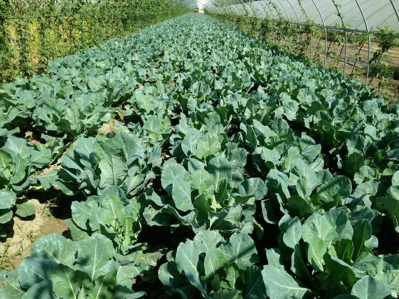 雪峰一号松花菜成熟期田间花球特写