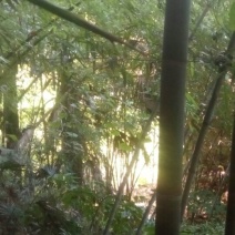 绿竹2~3m