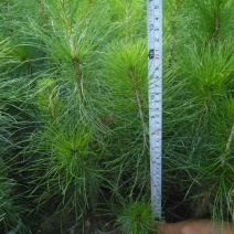 马尾松树苗30~50cm