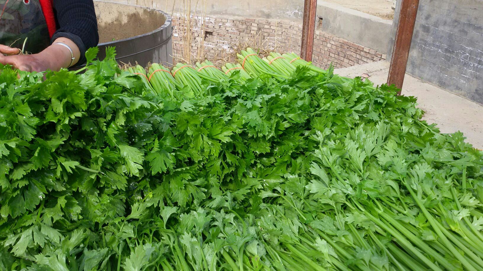 高清微距摄影:左侧为新鲜香葱(Allium fistulosum),葱白短粗、葱叶细长翠绿、表面覆薄层蜡质;右侧为本芹(Apium graveolens var. dulce),茎秆粗壮多棱、叶柄宽厚、断面可见明显维管束束群,茎基部带少量须根,两样品均无萎蔫、褐变或病斑 香葱与本芹实物对比图