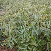 花椒苗0.5~1年