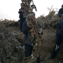 河北大葡萄树巨峰葡萄苗5年110~150cm