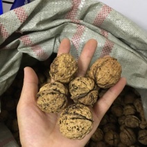 纸皮核桃