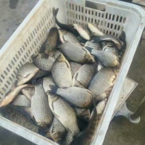 彭泽鲫食用