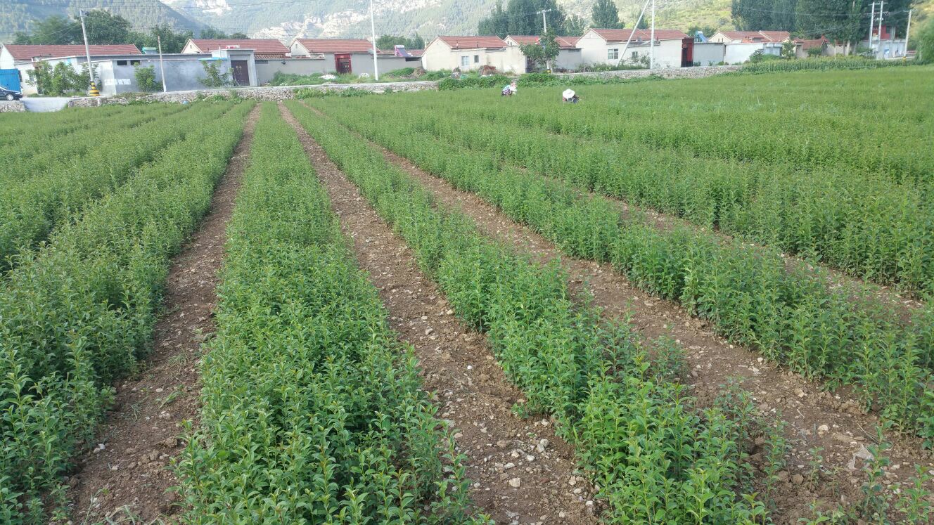 大叶女贞在改良后的盐碱地中种植,土壤呈疏松状态 大叶女贞在改良土壤中种植