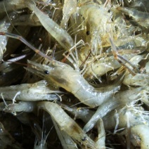 河虾活虾26~30只/kg