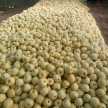 砀山梨250~300g光果