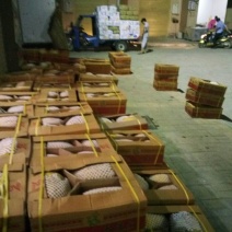 保丰蜜哈密瓜3斤以上长圆形