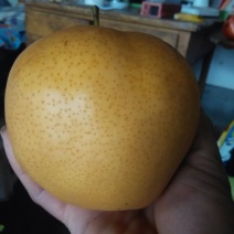 晚秋黄梨550~600g纸袋