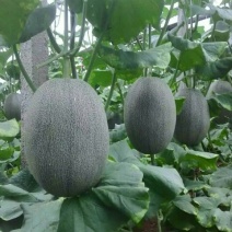 西州蜜瓜5斤以上长圆形