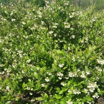 美登蓝莓8~10mm以上