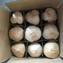 高种椰子
