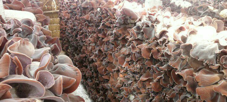 毛木耳种植基地