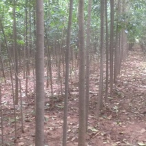 大叶女贞