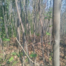 柿树