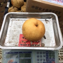 晚秋黄梨
