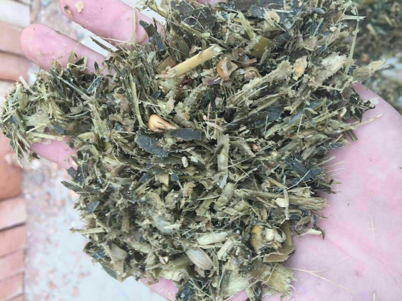 实验室人员正在进行饲料样品检测