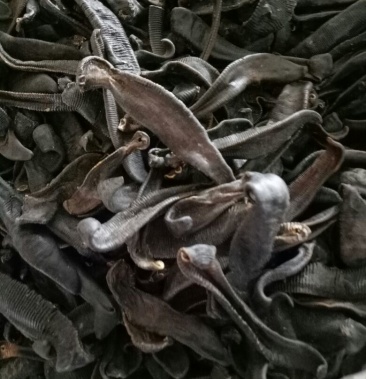 水蛭 药用 别名蚂蟥,常年批发供应中药材水蛭