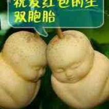 晚秋黄梨550~600g纸加膜