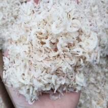 山东省渤海湾无盐淡干虾皮现货速发新鲜一级