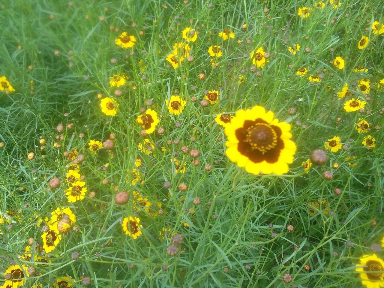 一株生长在山野间的野菊(Chrysanthemum indicum),茎秆直立,羽状深裂叶片,顶端开着小型黄色头状花序,背景为林缘草地环境,阳光充足 野菊花植株特写