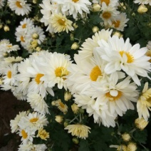 菊花茶开花