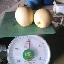 皇冠梨250~300g纸袋