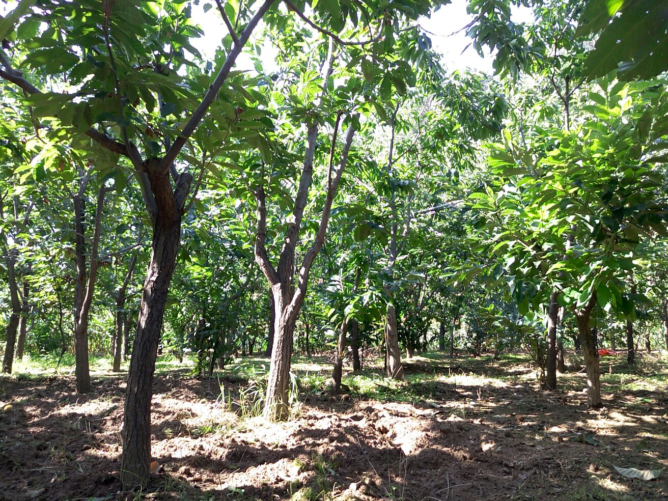 一棵成熟的甘栗树,枝条上挂满带刺的栗苞,部分已自然开裂露出棕褐色光亮的坚果果实;背景为丘陵山地果园环境,阳光充足,土壤呈红褐色,体现典型的南方种植生态 甘栗整株果树挂果特写
