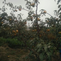 苹果梨200~250g纸箱