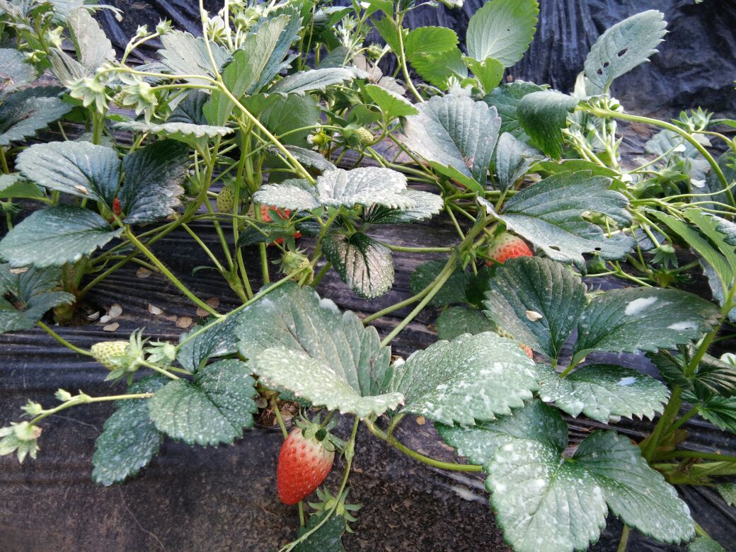 图示:左侧小果甜宝草莓横切面(果肉细胞排列紧密、细胞间隙小、红色花青素均匀分布于细胞壁周围);右侧大果横切面(细胞体积膨大2–3倍、间隙明显增大、花青素沉积呈斑块状、部分区域近乎无色;两切片置于载玻片,40倍光学显微镜拍摄,标尺50μm 甜宝草莓果肉横切面显微结构对比