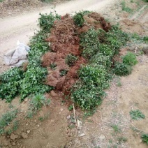 扶芳藤1cm以下，小叶扶芳藤，爬行卫矛