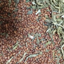 红小豆散装